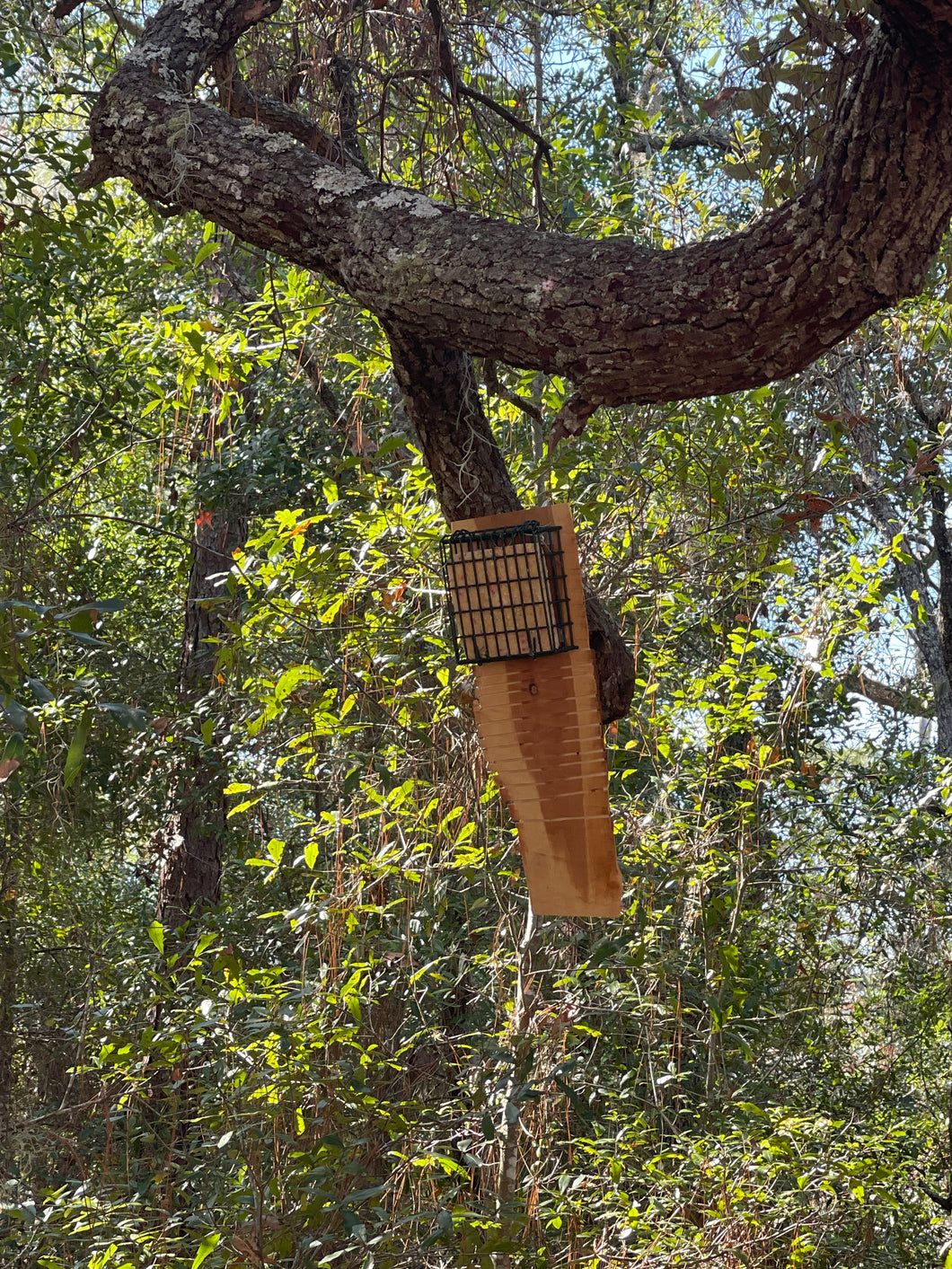 Suet Ladder